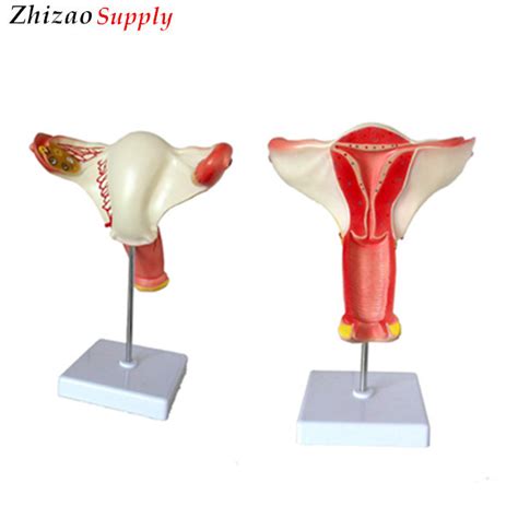 Advanced Pvc Female Internal Genital Organ Anatomical Model Buy