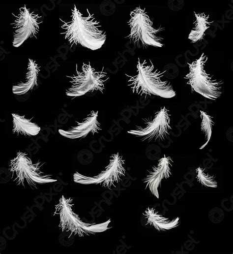 Set of white swan feathers - stock photo 2043256 | Crushpixel