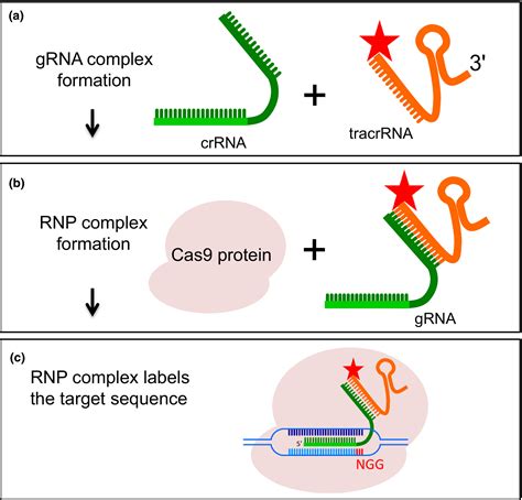 Rnaguided Endonuclease In Situ Labelling Rgenisl A Fast Crispr