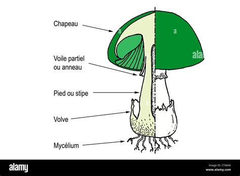 Champiñón anatomía dibujo Fotografía de stock Alamy