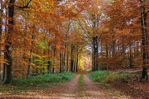 40 000 Bosco D Autunno E Autunno Immagini Gratis Pixabay