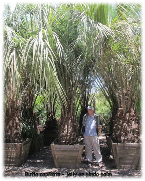 Butia Capitata Butia Odorata Jelly Palm Pindo Palm Sea Crest