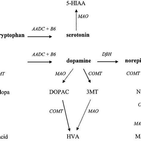 Metabolic Pathway Of Serotonin And The Catecholamines Aadc Aromatic Download Scientific