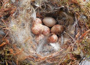 Identifier Les Nids Et Les Oeufs Des Oiseaux Des Villes Et Des Jardins