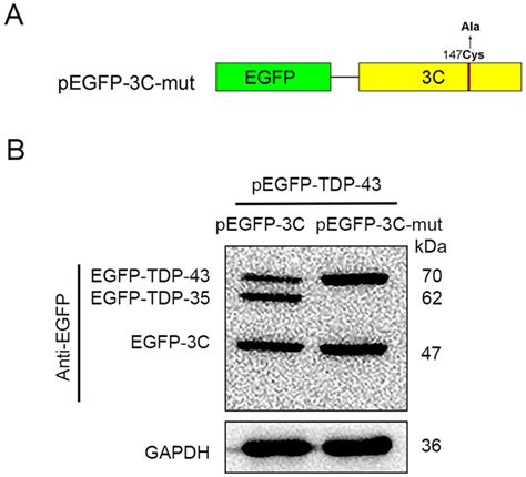 TAR DNA Binding Protein 43 Is Cleaved By The Protease 3C Of Enterovirus A71