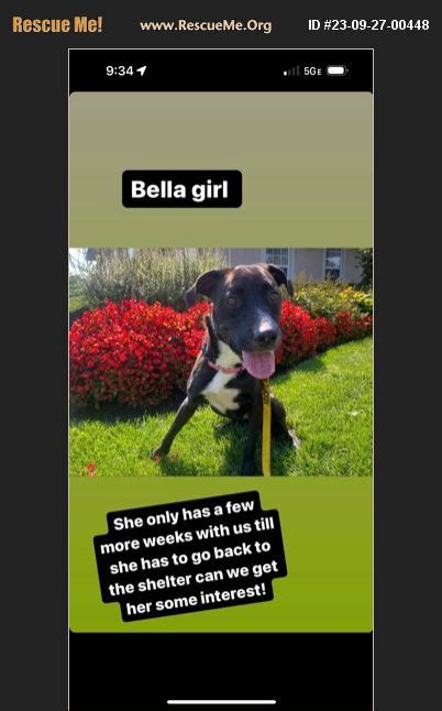 Adopt Pit Bull Rescue Hempstead Ny