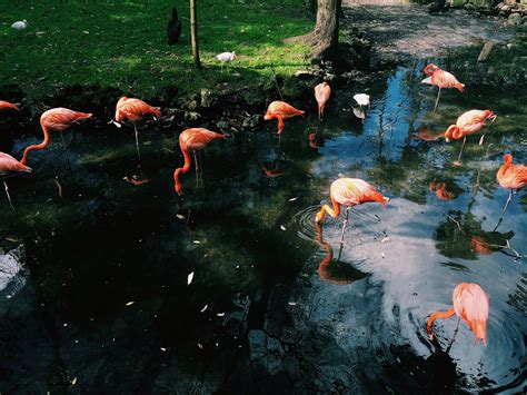 Download Free Photo Of Flamingobirdanimallakewater From