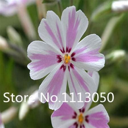 500pcs Phlox Seeds - BuyingSeed.com - Free Shipping - Up to 70% OFF