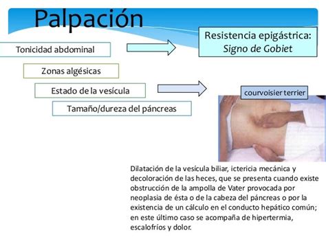 Sistema Endocrino