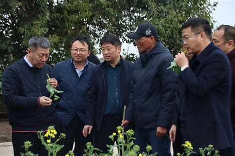 油蔬两用油菜新品种新技术观摩会成功召开 苏州市农业科学院官方网站