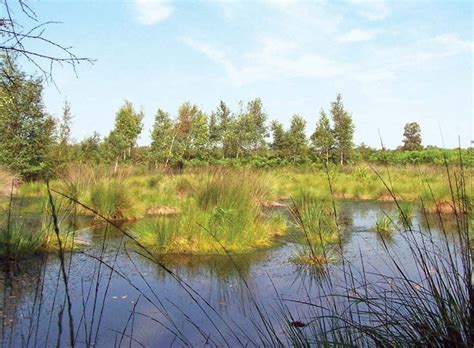 Wetland | Definition, Characteristics, Animals, Plants, Examples ...