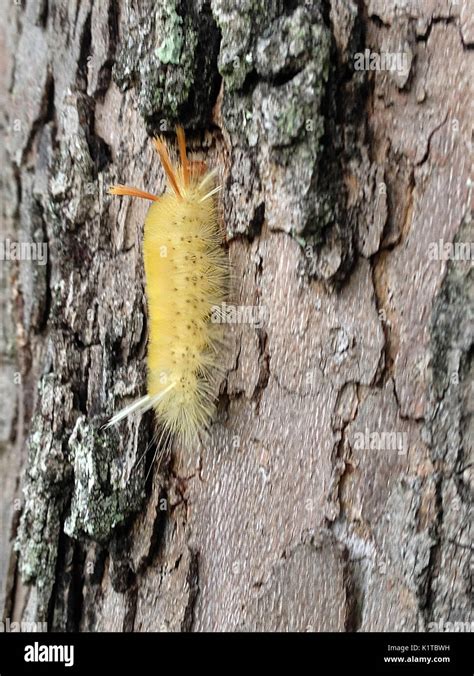 Tussock Moth caterpillar Stock Photo - Alamy