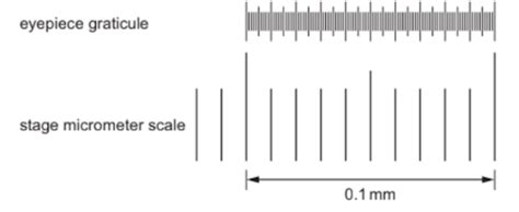 The Diagram Shows An Eyepiece Graticule And Part Of A Stage Micrometer Sc