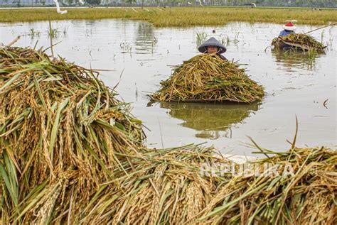 1 363 Hektare Sawah Di Indramayu Puso Akibat Banjir Republika Online