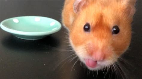 Tiny Little Blep After Pancakes Hamsters