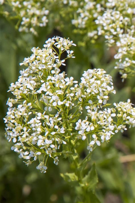 Whitetop Hoary Cress The Idaho Weed Awareness Campaign