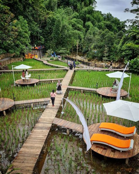 Tempat Wisata Kebun Kopi Luwak Di Bali | Tempat Wisata Indonesia