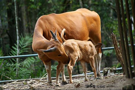 Cattle Banteng Rare Breeds Trust Of Australia Tidyhq