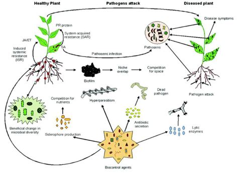 Mechanism Of Actions Implemented By Biocontrol Agents For Management Of