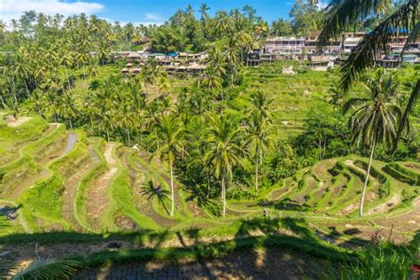 Panoramic View of the Tegalalang Rice Terraces Stock Photo - Image of ...