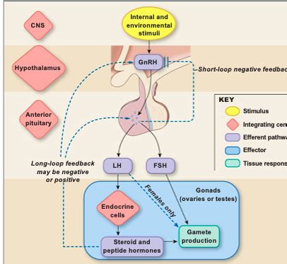Female Sex Hormones Flashcards Quizlet