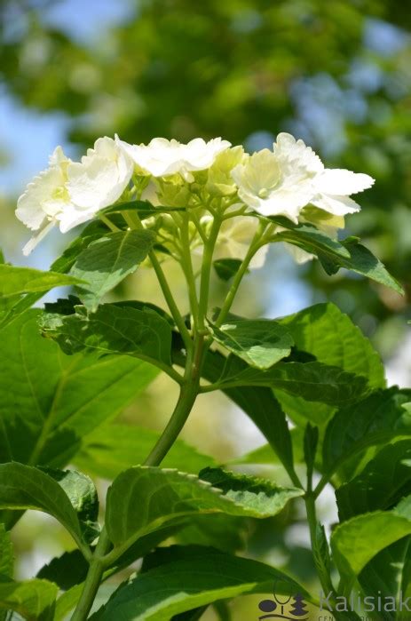 Hydrangea Macrophylla Soeur Therese Hortensja Ogrodowa