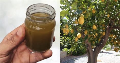 Comment Faire Un Engrais Pour Le Citronnier Pour Mieux En Prendre Soin