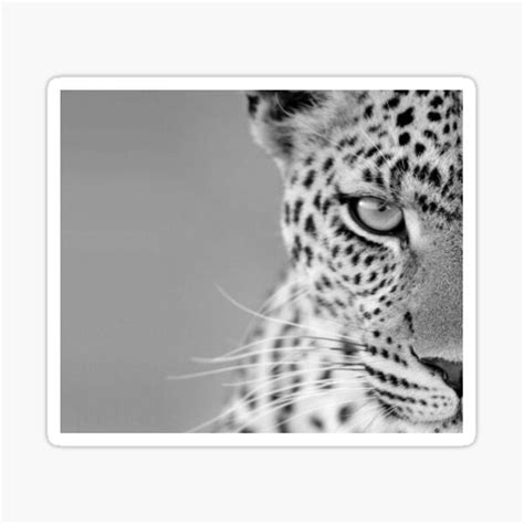 Cheetah Black An White Sticker For Sale By Sara Balsem Redbubble