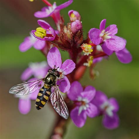 Macro lens choice for APS-C - Page 3 - PentaxForums.com