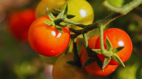 How to Grow Hydroponic Tomatoes Throughout the Year: Easy Tips