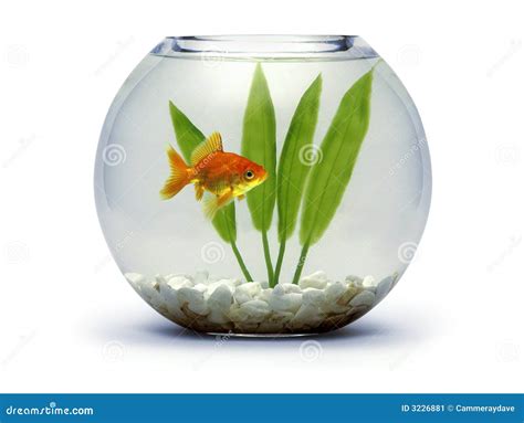 Goldfish bowl stock image. Image of goldfish, plant, fish - 3226881