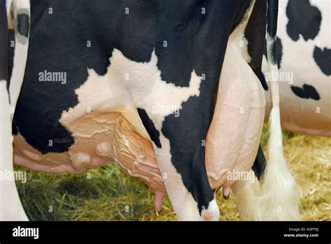 Holstein milk cows in the barn showing full udder Canadian National ...