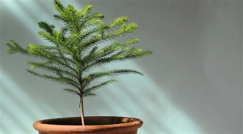 How To Plant Grow And Care For Norfolk Pine