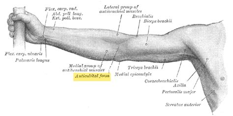 Cubital Fossa Or Antecubital Fossa Anatomy Bone And Spine