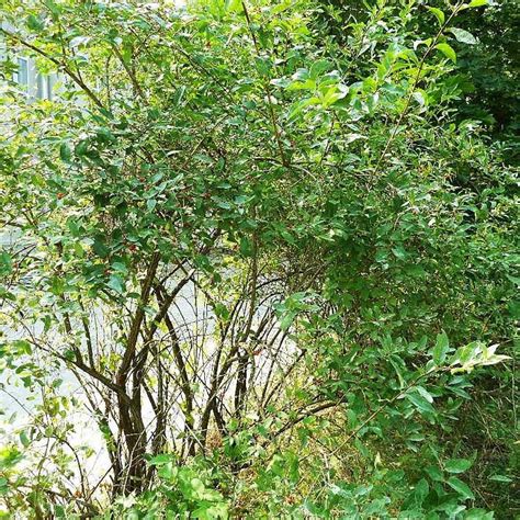 Жимолость Татарская (Lonicera tatarica)
