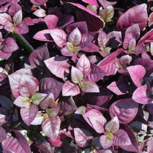 Purple Prince Alternanthera - Buchanan's Native Plants