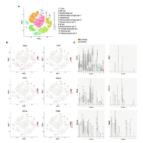 Scrna Seq Analysis Of Human Liver A T Sne Projection Showing A Download Scientific Diagram