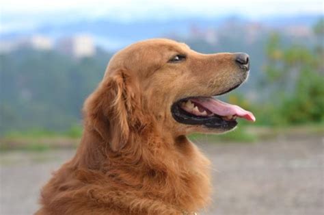 Cómo saber si mi GOLDEN es PURO Características físicas y comportamiento