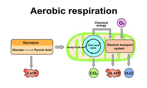 Cellular Respiration Diagram