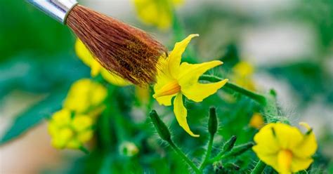 Polinización cruzada en plantas: Hortalizas de polinización cruzada ...