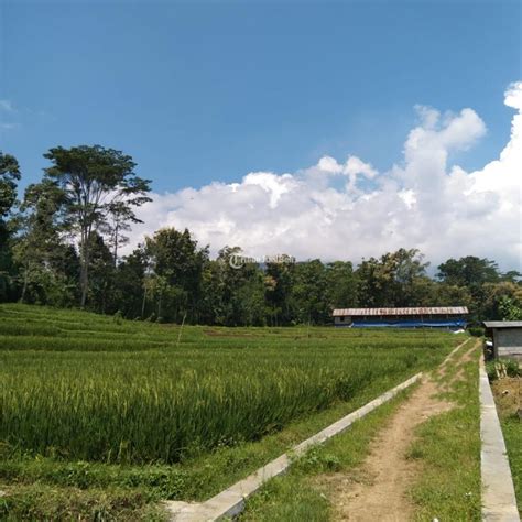 Dijual Tanah Trawas Luas M Shm View Gunung Penanggungan Dan Sawah