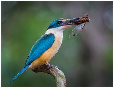 Sacred kingfisher is nesting | BIRDS in BACKYARDS