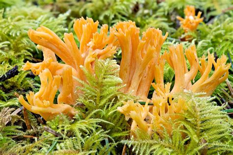 Coral Mushroom Ramaria Aurantiisiccescens Oregon Photography