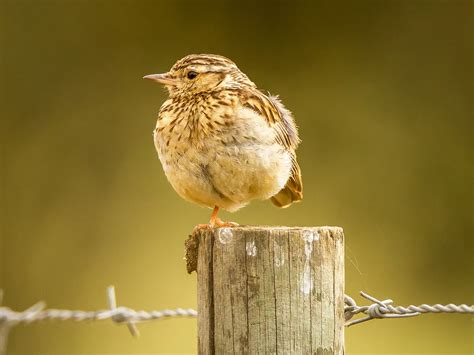 Woodlark Bird Facts (Lullula arborea) | Birdfact