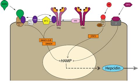 Figure From Physiology Of Iron Metabolism Systemic Iron Regulation