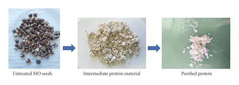 Schematic Illustration Of Moringa Oleifera Seed Protein Extracted