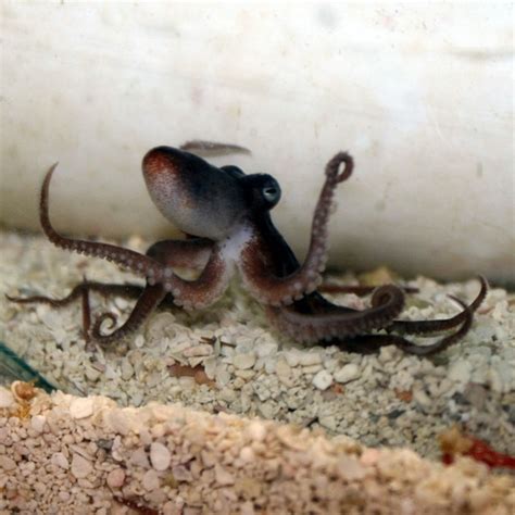 Pygmy Octopus - Octopus sp. | ThatPetPlace.com