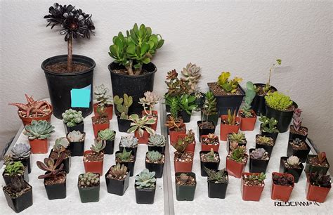 I visited a succulent nursery : r/succulents