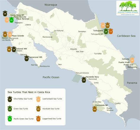 [Infographic] Sea Turtle Nesting and Hatching Seasons in Costa Rica ...