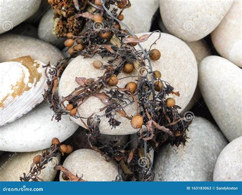 Dried Brown Sargassum Seaweed On Rocks Stock Image Image Of Seaweed Marine 163183063